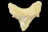 Pathological Fossil Shark (Otodus) Tooth - Morocco #108274-1
